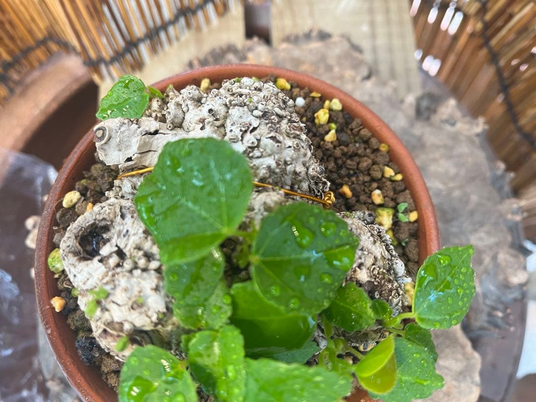 ✨✨✨オキナワイボオオハマボウ【◎美株品】/ユウナ/ハート葉happy♪