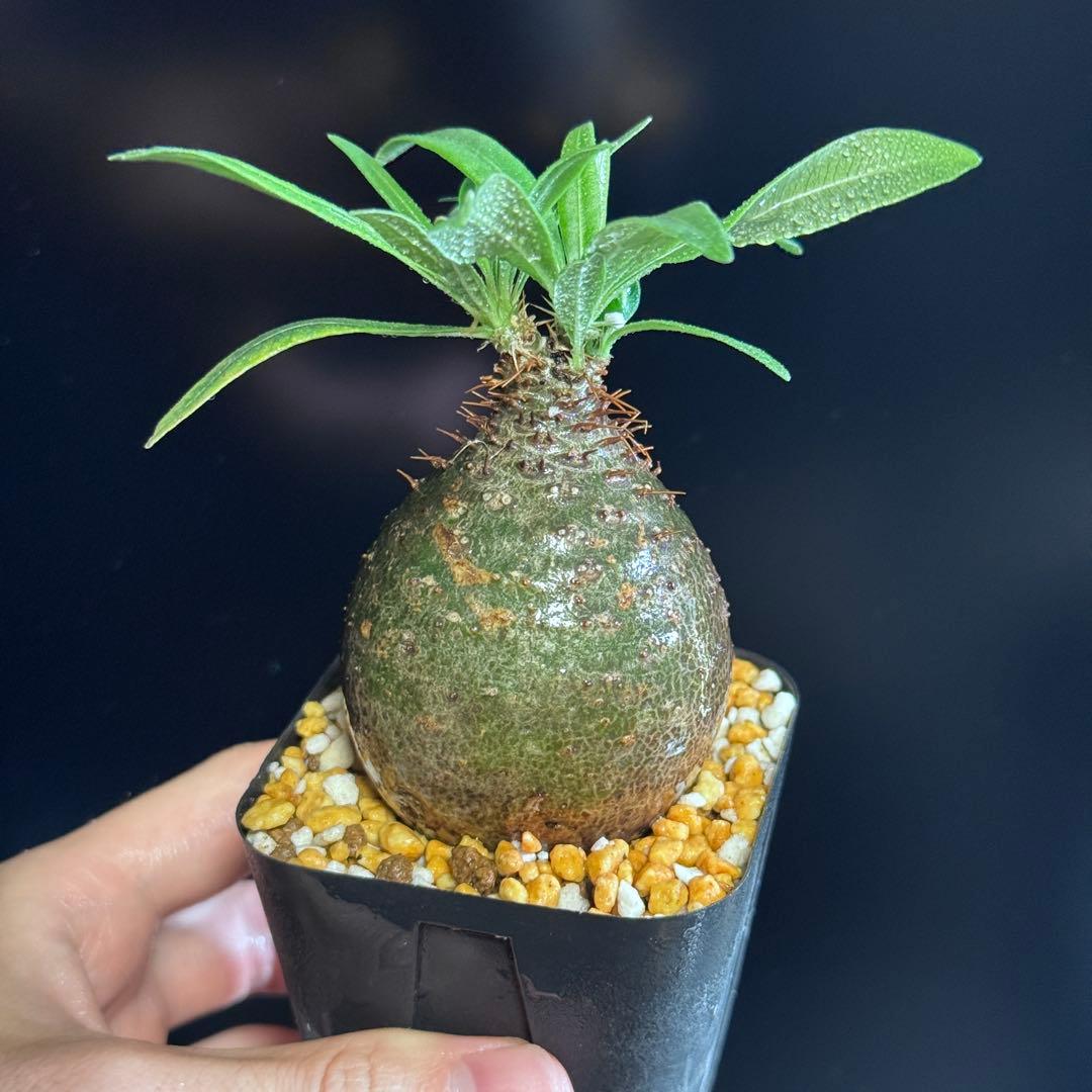 パキポディウム グラキリス　現地球　緑肌　スライム型　良型