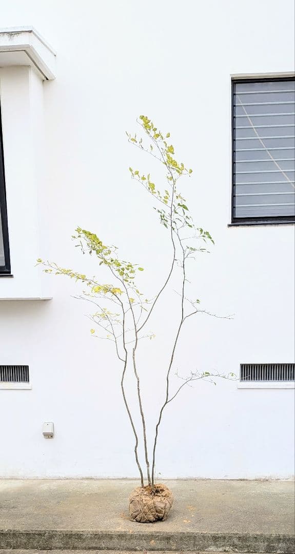 極美。山採りアオハダ株。