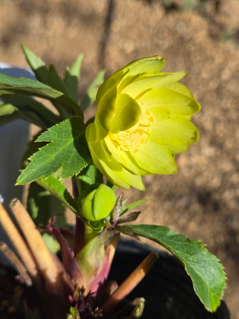 未株分　グリーニッシュオーレア　玉　ギョク　クリスマスローズ　大木