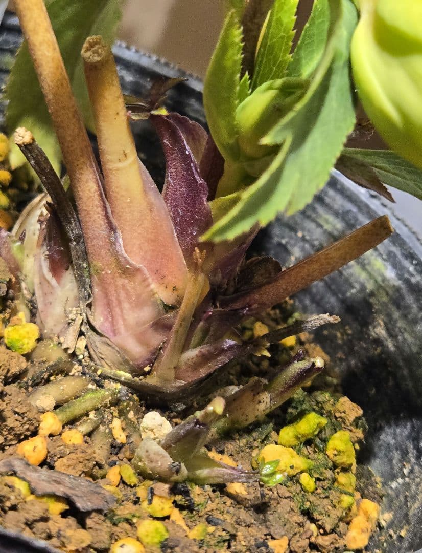 未株分　グリーニッシュオーレア　玉　ギョク　クリスマスローズ　大木