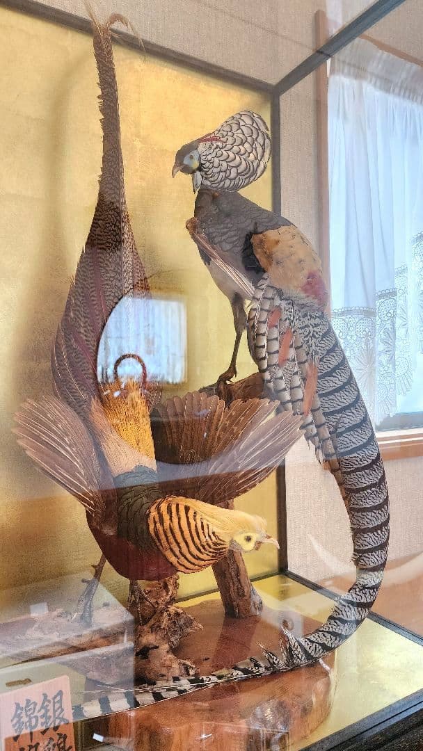 特大 銀鶏鳥 錦鶏鳥 剥製 置物 高級木製枠ガラスケース