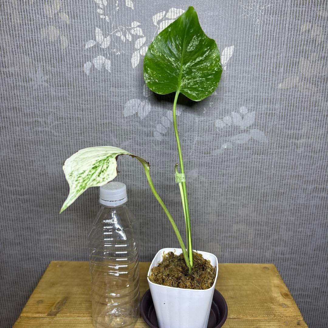 Z*e様 モンステラ　デリシオーサ　ミント