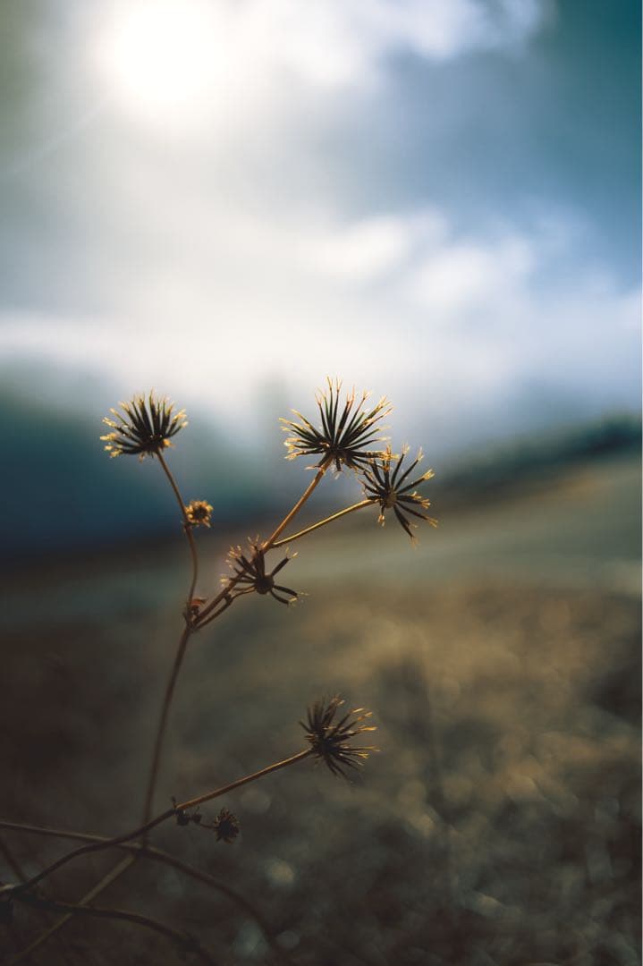 ト*ツ様 CONTAX Distagon T* 25mm F2.8 ZF.2 C