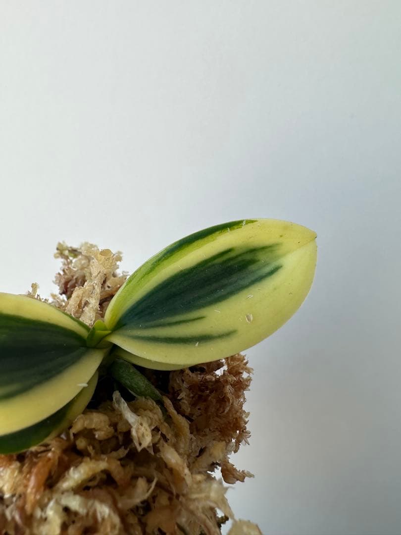 【 名護蘭 】明丸 覆輪　357