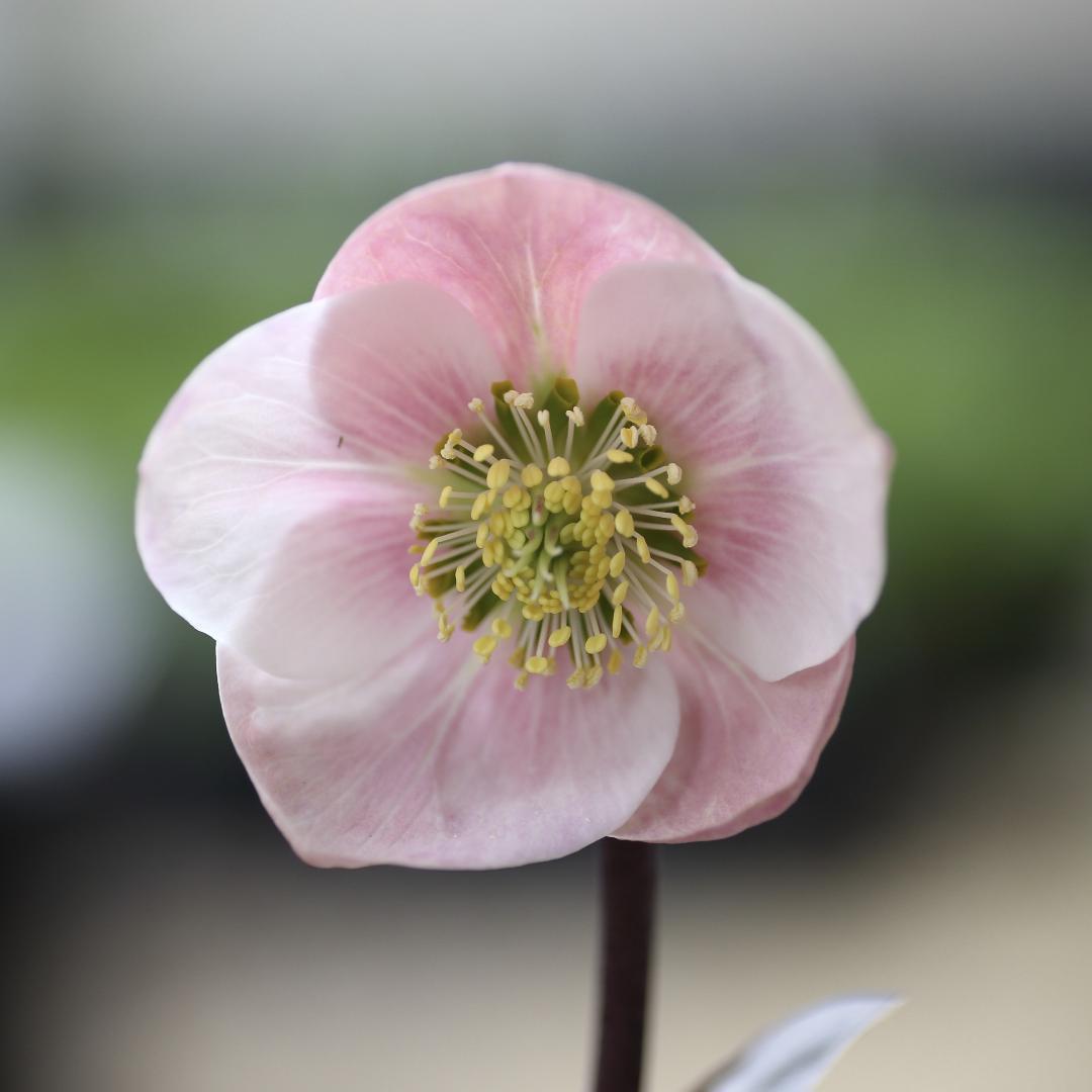 Sorap- クリスマスローズ 開花株 DDホワイトゴールドフラッシュ