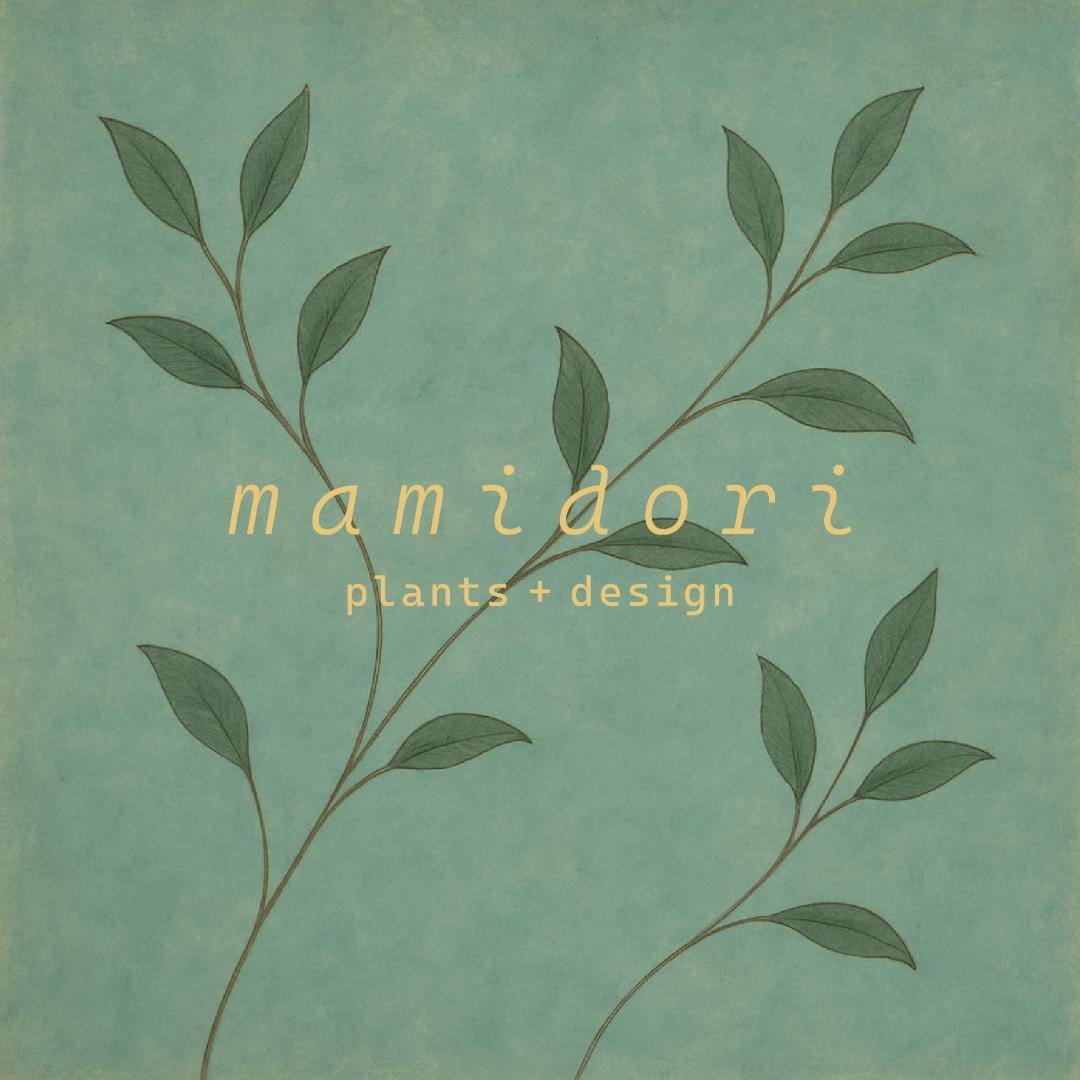 フィカスルビー 7号｜一点限り｜観葉植物販売 mamidori