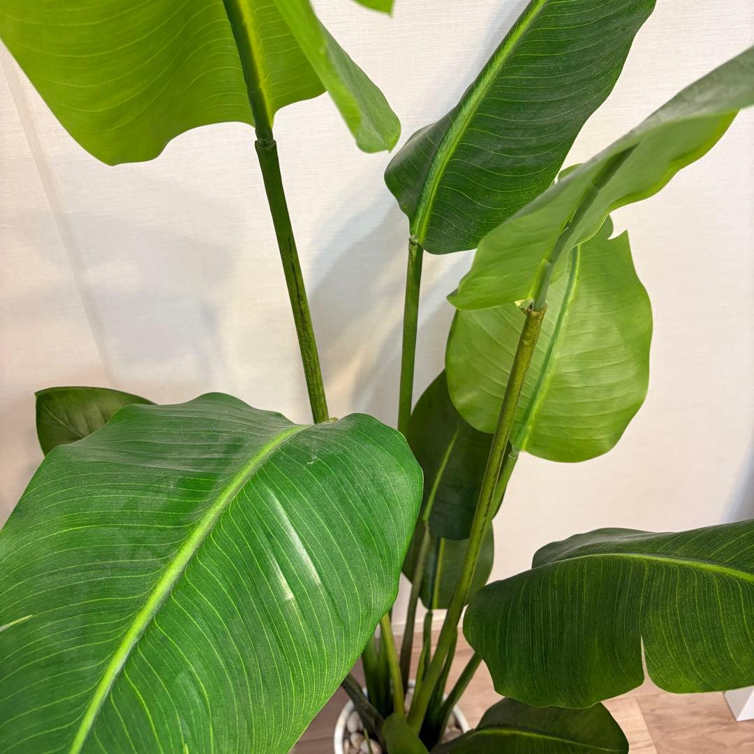 【美品】ストレリチア スリムプランター プリマ 観葉植物 フェイクグリーン