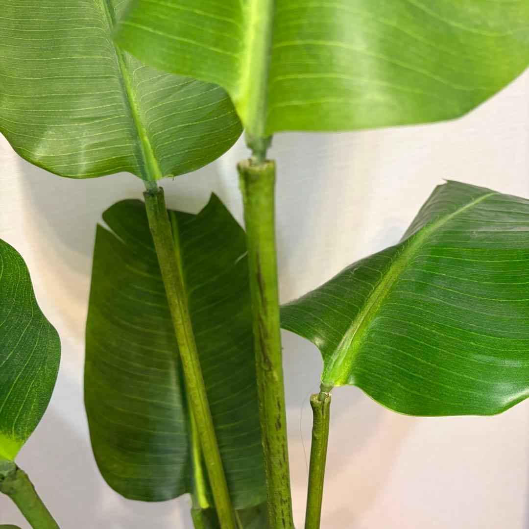 【美品】ストレリチア スリムプランター プリマ 観葉植物 フェイクグリーン