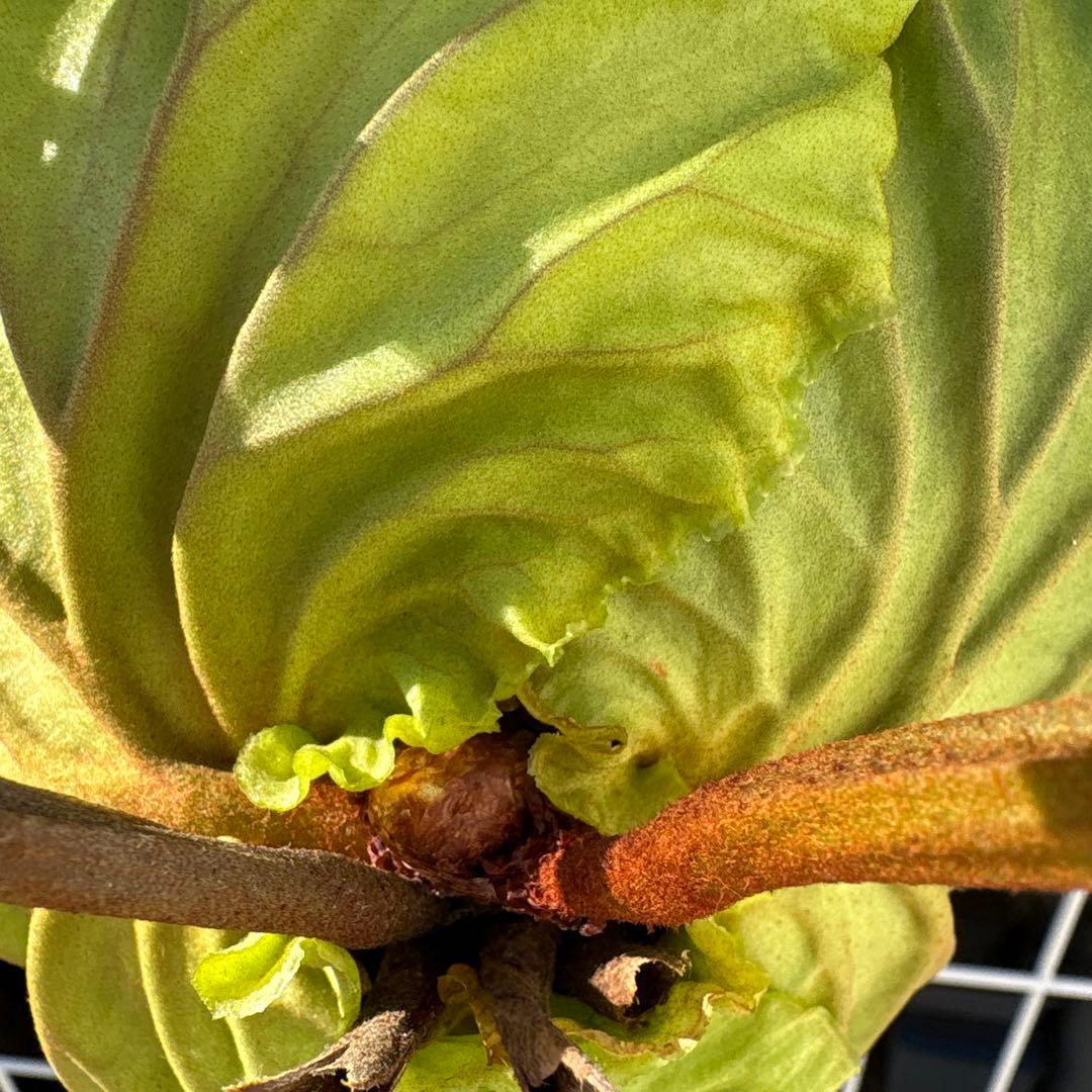 【超厳選美株 良型】ワイルドリドレイ ビカクシダ　コウモリラン