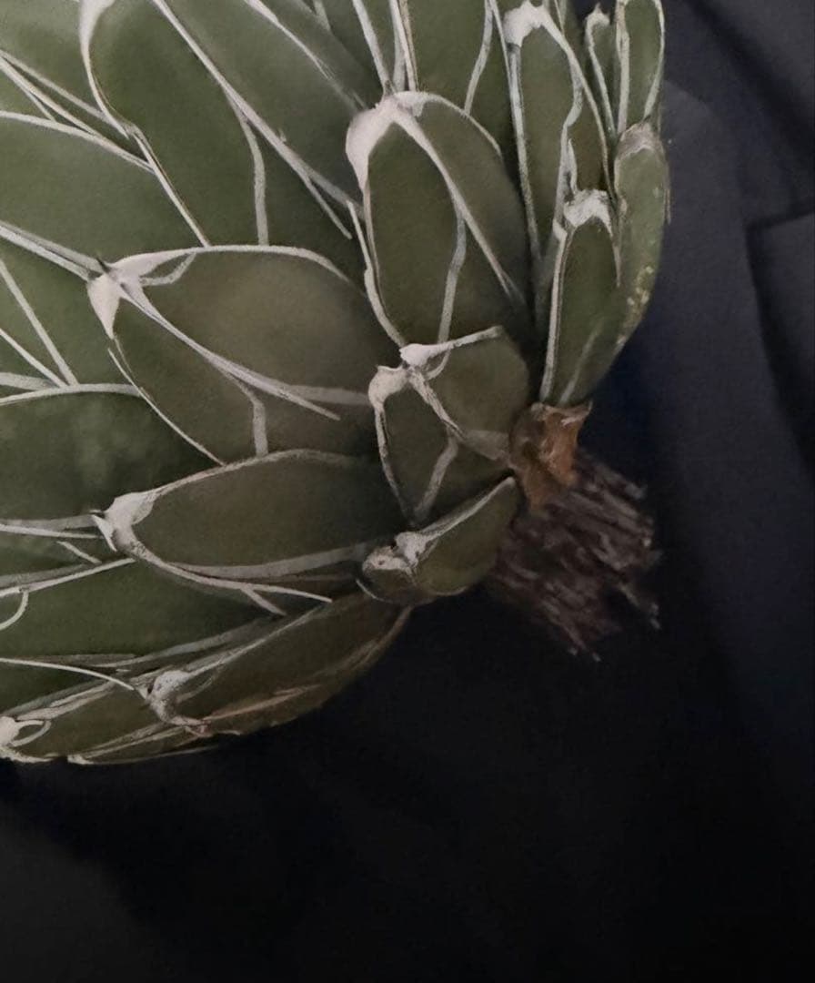 アガベ ダルマ笹の雪　濃白大苗◇ドライガーデン多肉サボテン　アロエ　チタノタ南国