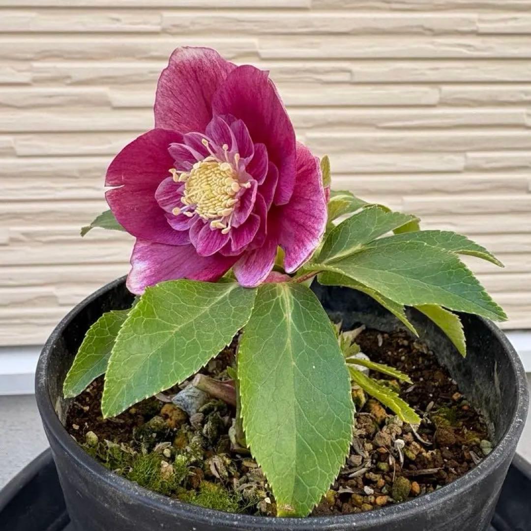 広瀬園芸　クリスマスローズ