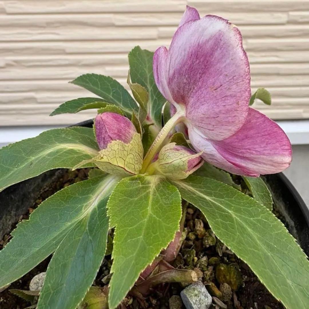 広瀬園芸　クリスマスローズ