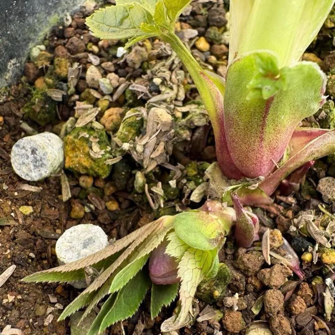 広瀬園芸　クリスマスローズ