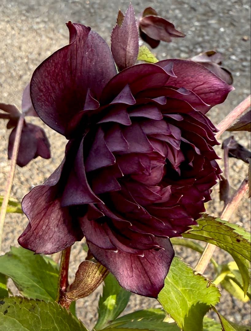 ★ラベル付き★充実株★クレオパトラ　レッドダーク★整形弁★クリスマスローズ開花株