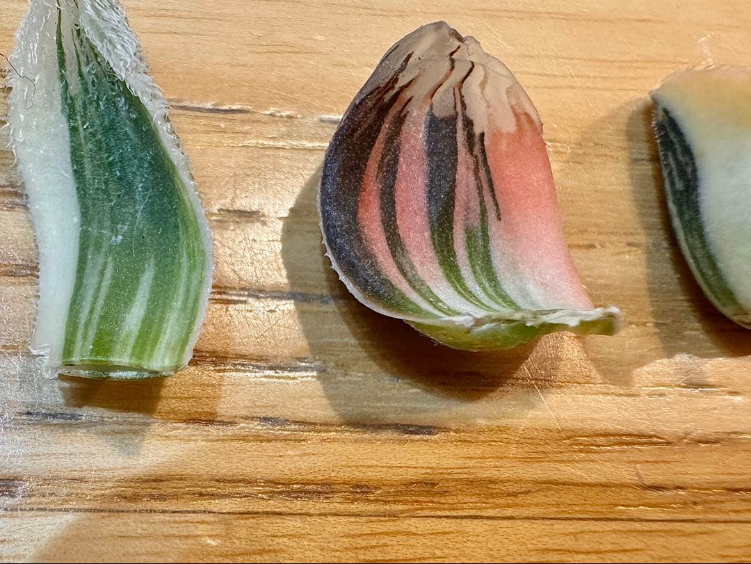 ハオルチア　葉挿し苗セット