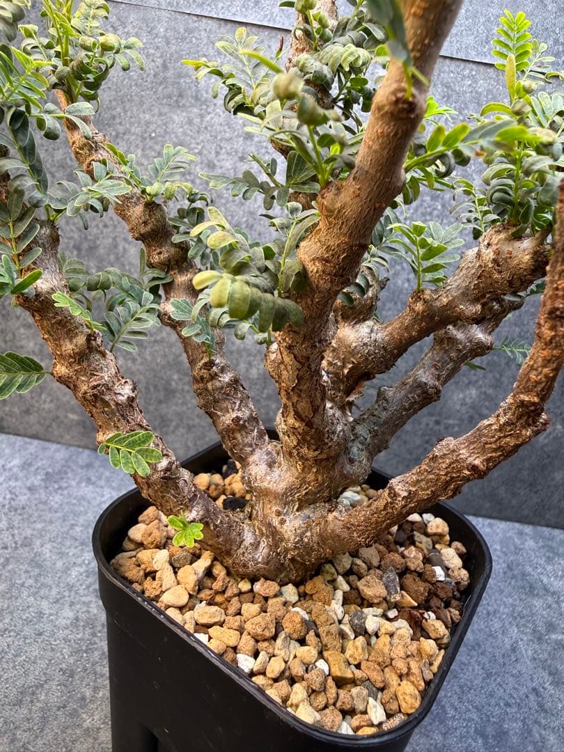 センナ　メリディオナリス　海外実生　発根済み　429