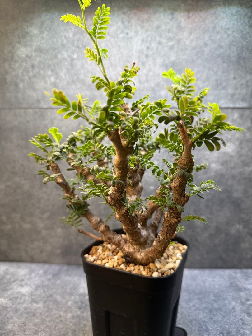 センナ　メリディオナリス　海外実生　発根済み　429