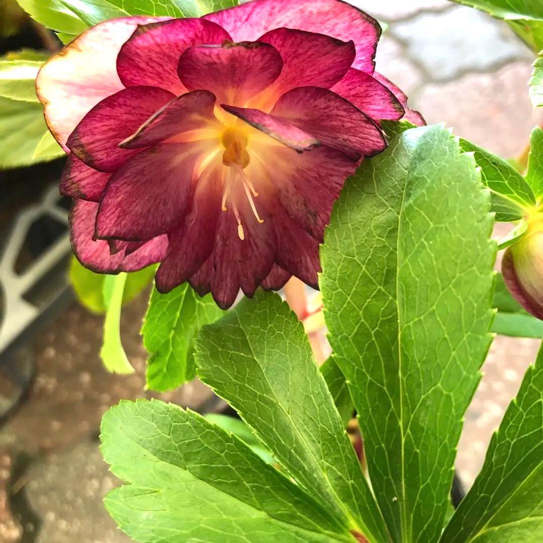 新潟ハイブリッド クリスマスローズ 11ポットセット お買い得です レア品種