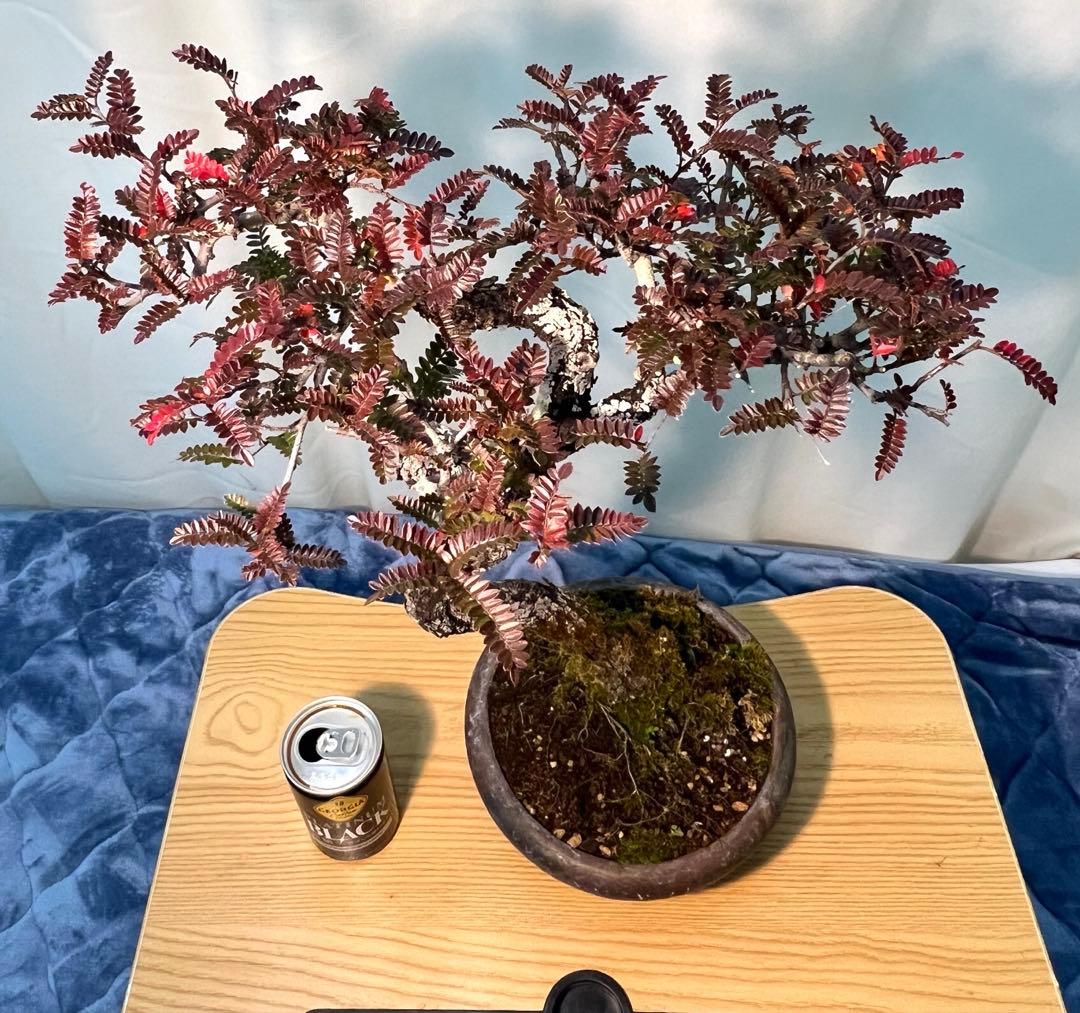 古木　天皇梅　磯山椒　文人木