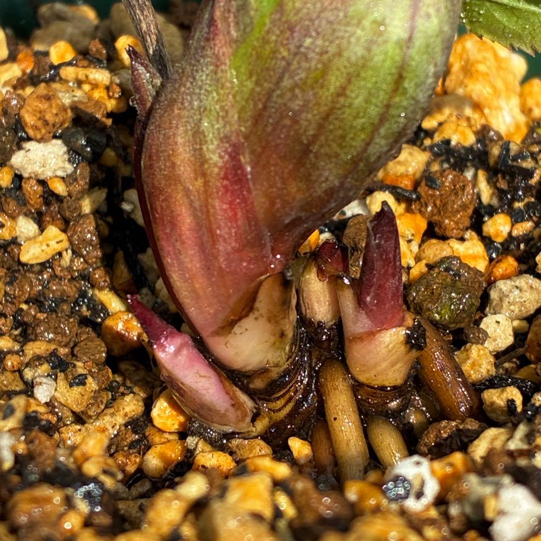 ガ*ル様 3499❤️超希少❤️コロコロ❤️小輪❤️☘️蕾花、タグ付き☘️⭐️ヨ