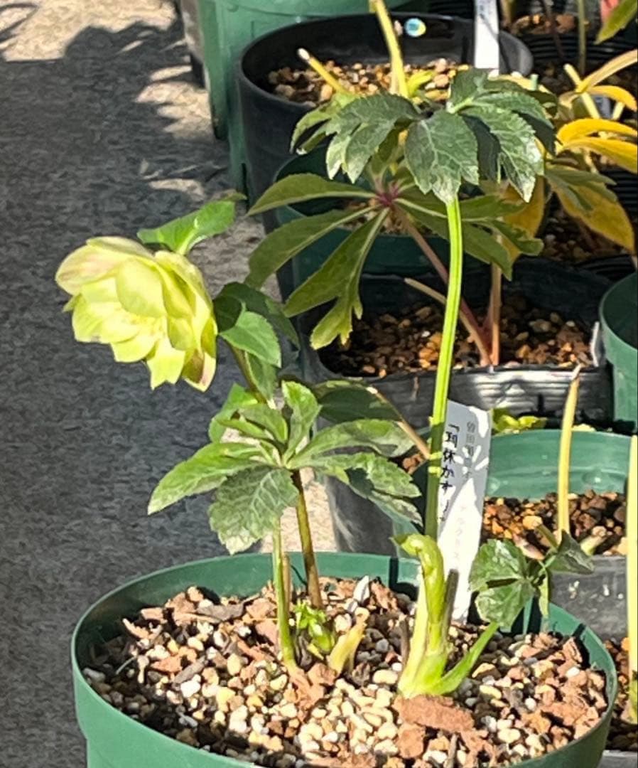 ヒ*イ様 ☘️しっかり株☘️❤️根充実❤️逞しい新葉❤️3204⭐️超レア⭐️利