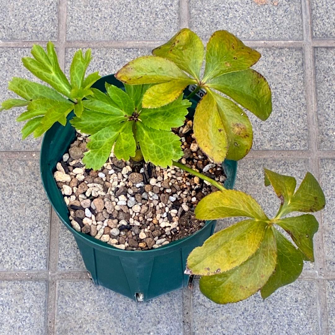 ヒ*イ様 ☘️しっかり株☘️❤️根充実❤️逞しい新葉❤️3204⭐️超レア⭐️利