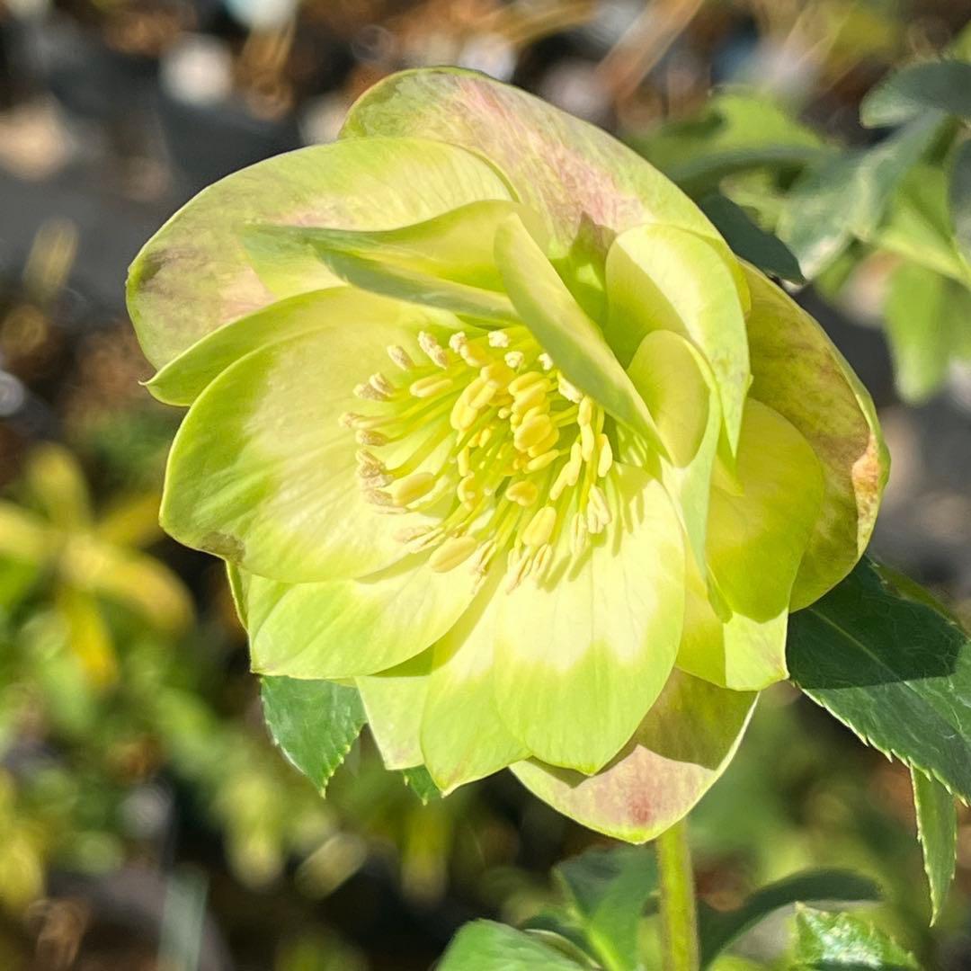 ヒ*イ様 ☘️しっかり株☘️❤️根充実❤️逞しい新葉❤️3204⭐️超レア⭐️利