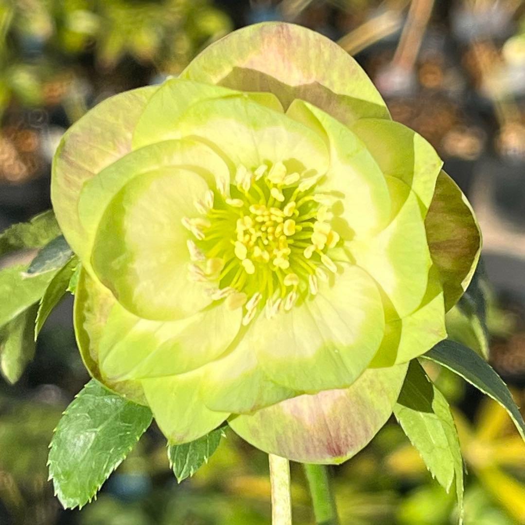 ヒ*イ様 ☘️しっかり株☘️❤️根充実❤️逞しい新葉❤️3204⭐️超レア⭐️利