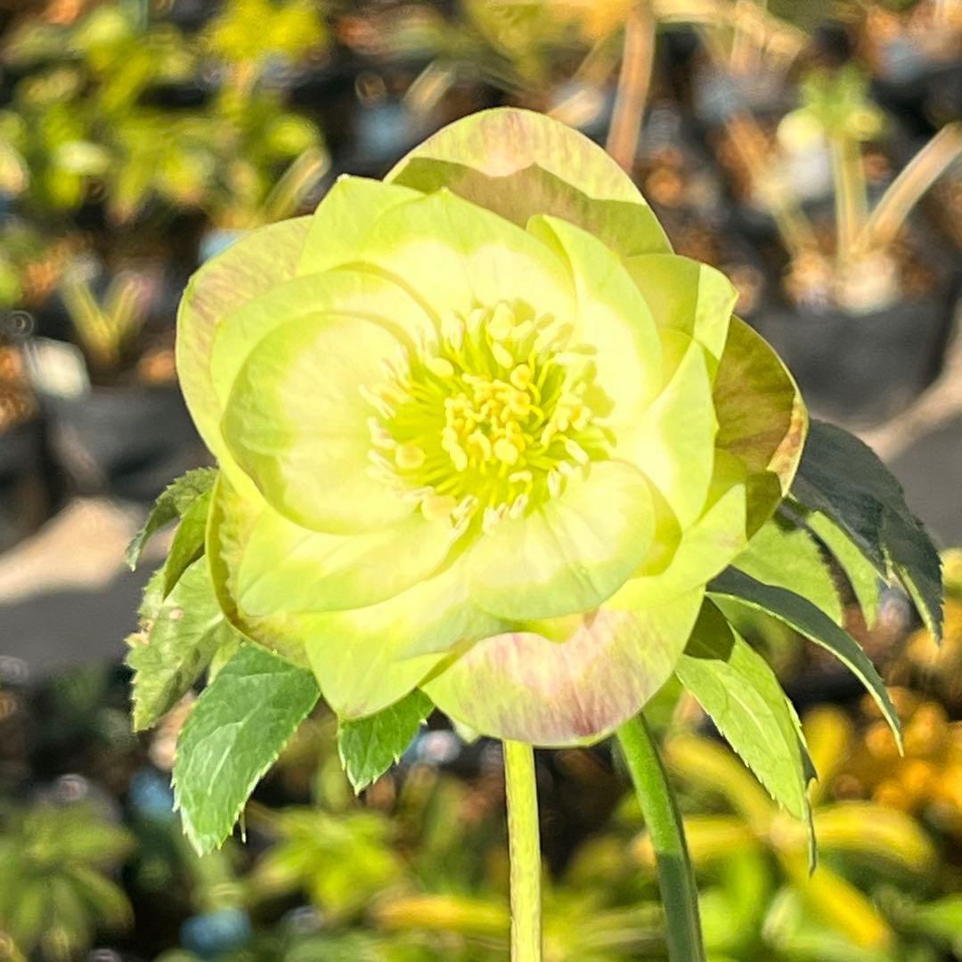 ヒ*イ様 ☘️しっかり株☘️❤️根充実❤️逞しい新葉❤️3204⭐️超レア⭐️利