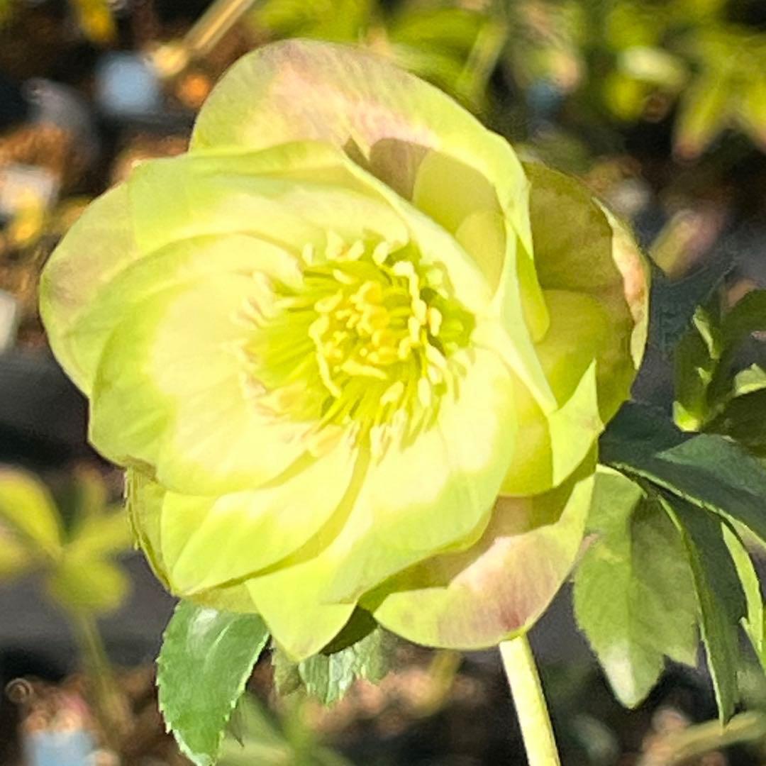 ヒ*イ様 ☘️しっかり株☘️❤️根充実❤️逞しい新葉❤️3204⭐️超レア⭐️利