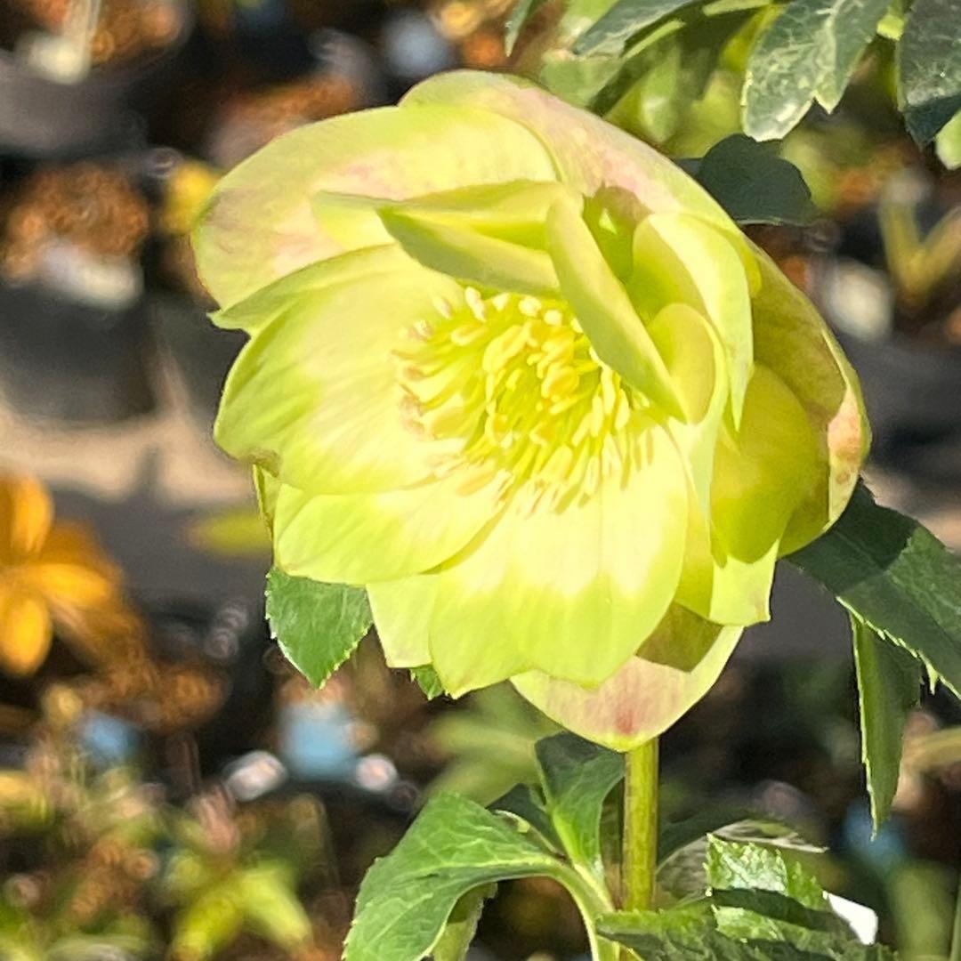 ヒ*イ様 ☘️しっかり株☘️❤️根充実❤️逞しい新葉❤️3204⭐️超レア⭐️利