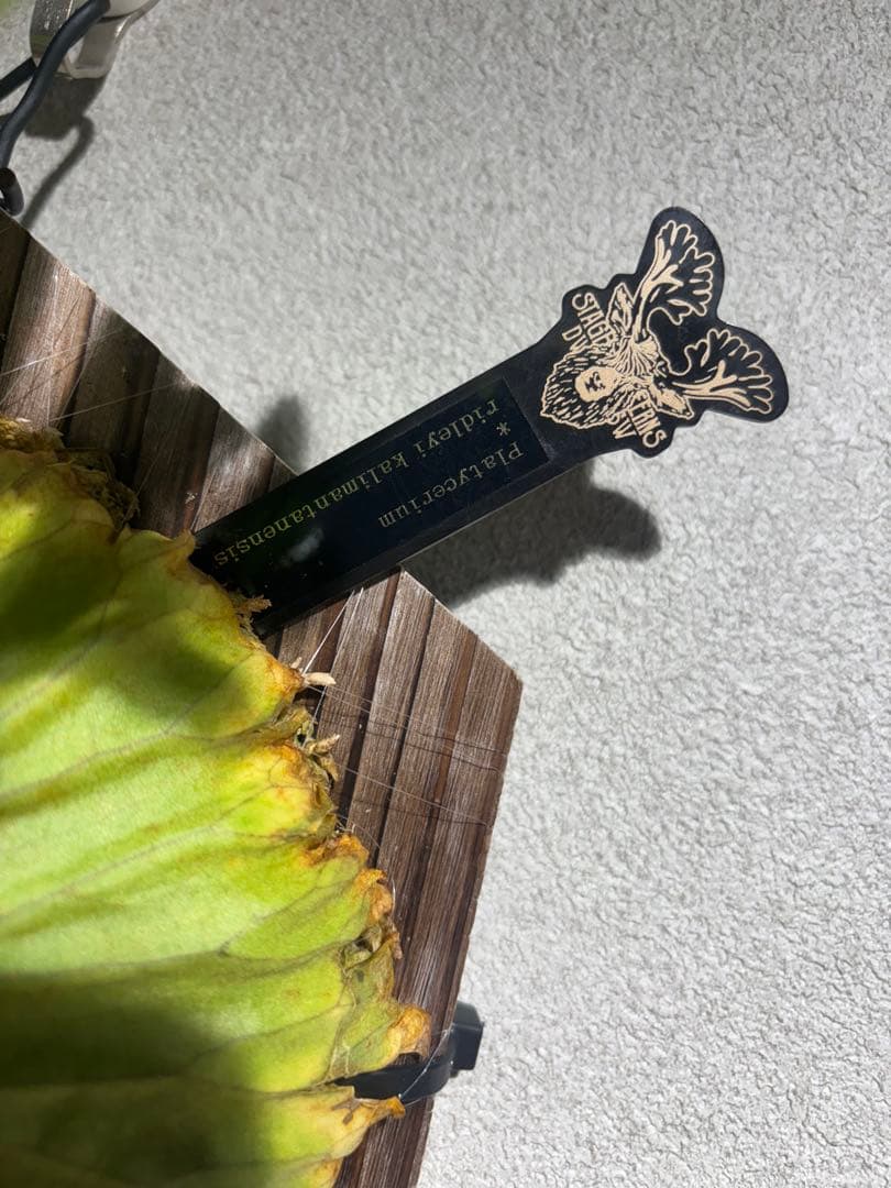 ビカクシダ リドレイ