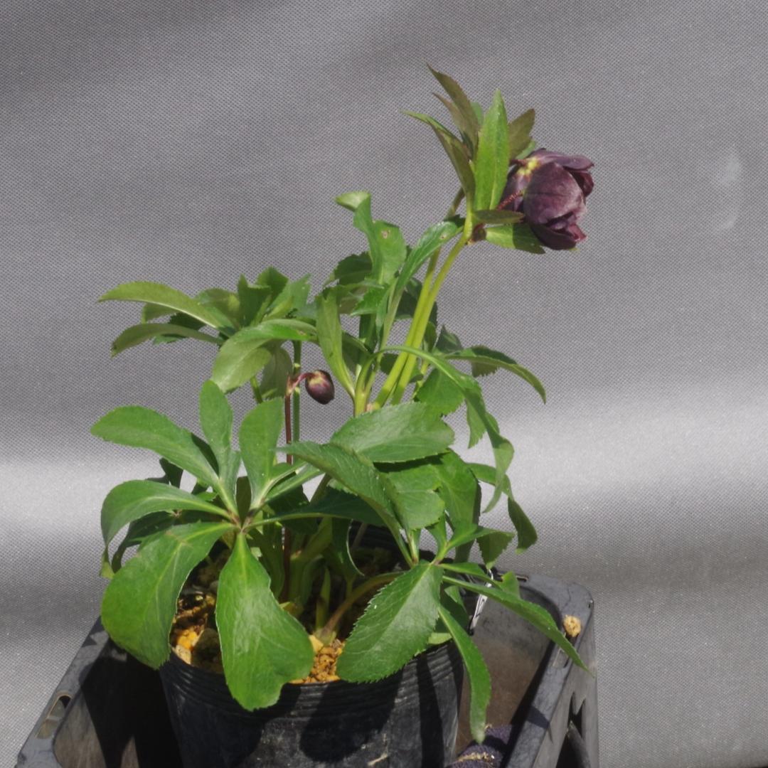 7648 認定！　キラメキ・チョコレート　クリスマスローズ開花　加藤農園