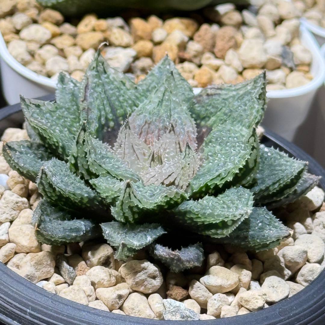 ハオルチア_闇の森