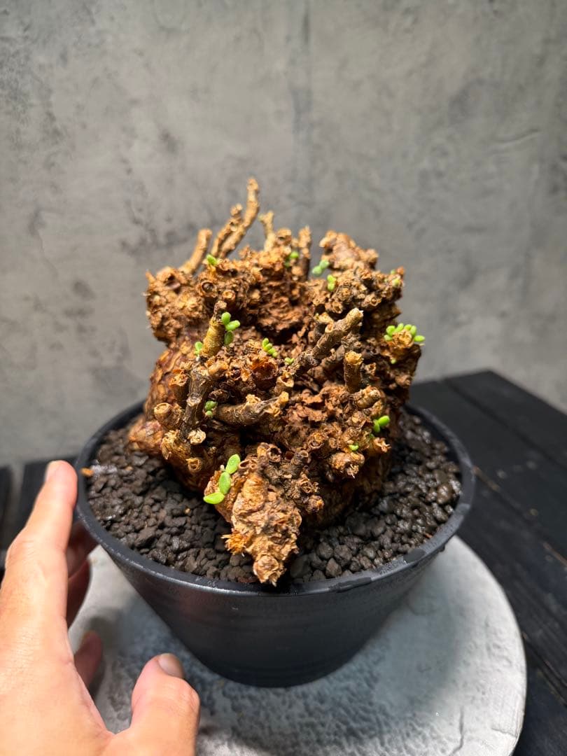 【特大株】ケラリア ピグマエア　発根確認済