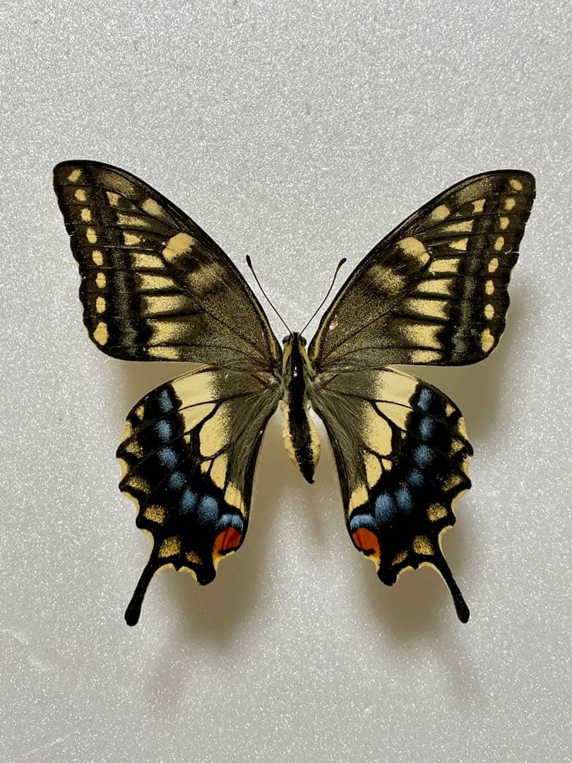 【3頭セット】キアゲハ、ポリタマスアオジャコウ、パピリオアレクサノール