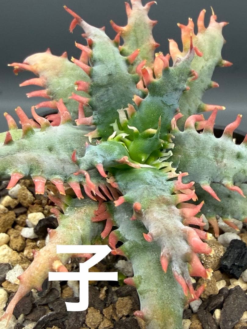 上アロエ　ハイブリッド　Aloe hybrid 子株　第四種　Fe−12