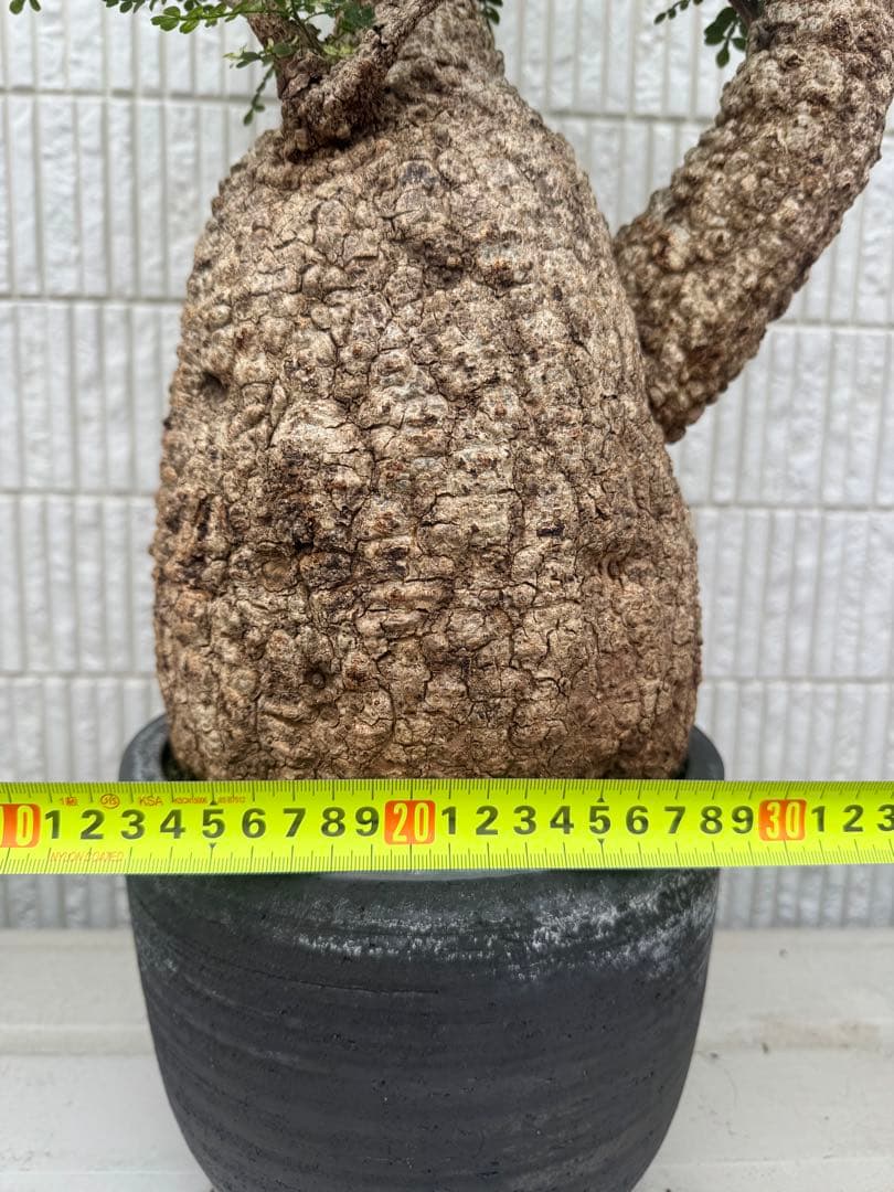 斑入り❔オペルクリカリア パキプス 幹幅19㎝ 発根済み 三州みやび鉢