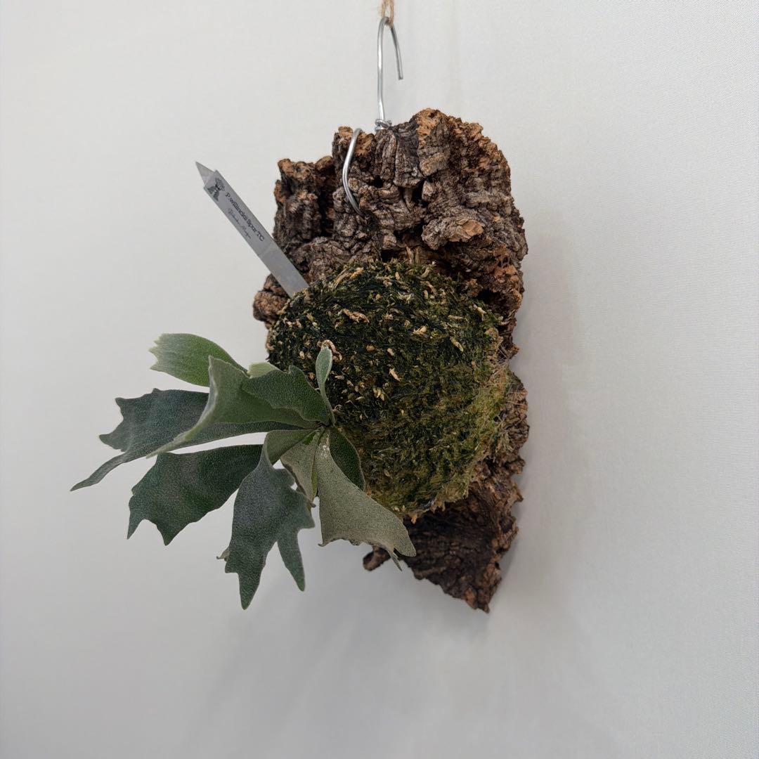 ビカクシダ　P.willinckii Spur TC