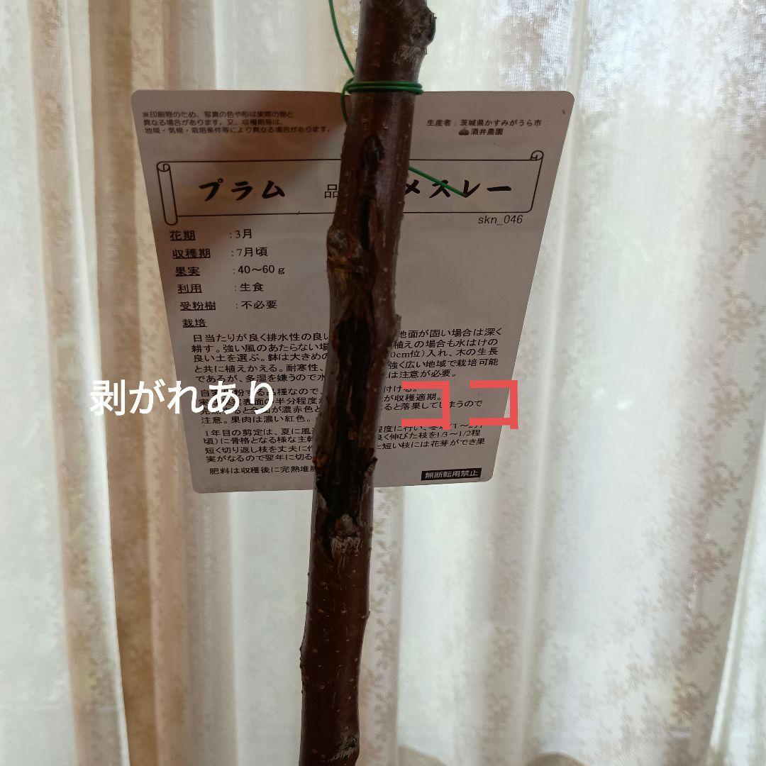 ✳バイオチェリー✳かなりレア物✳、プラム ネスレー２点セット