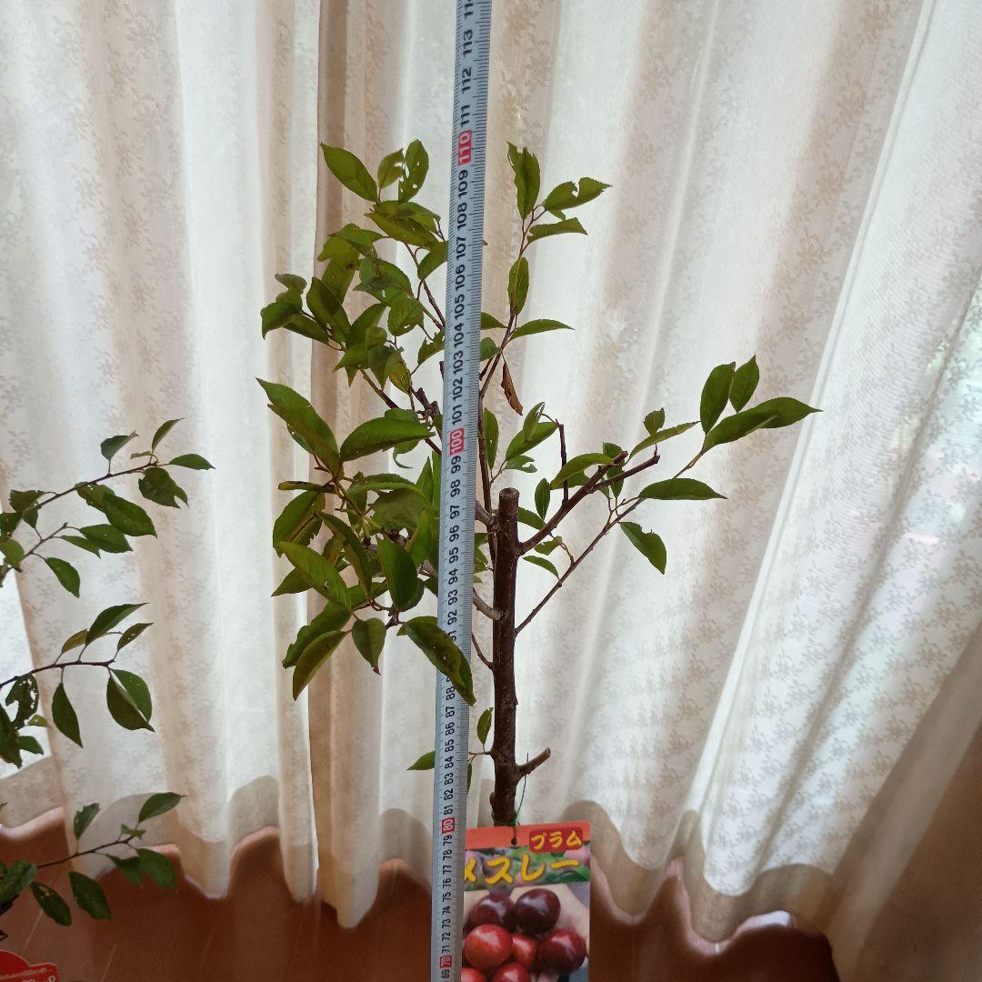 ✳バイオチェリー✳かなりレア物✳、プラム ネスレー２点セット