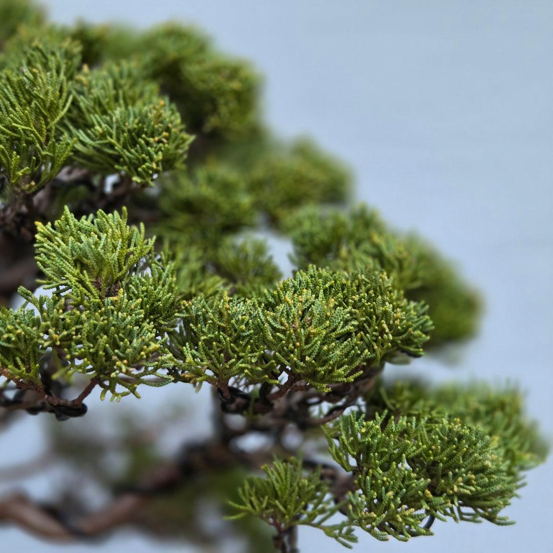 真柏　[模様木]　中品盆栽　正木