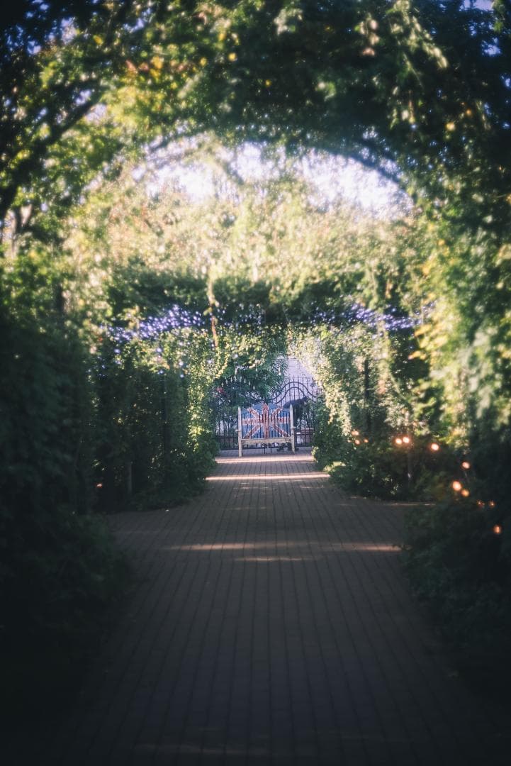 光が滲むライカの癖玉！Leica Summar 50mm f2 オールドレンズ