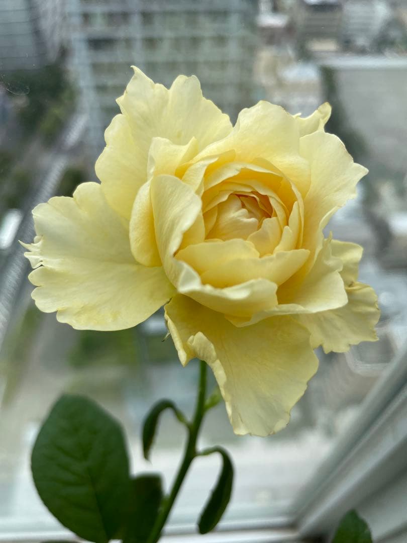 セール！在庫わずか！超強香強健！和バラ　バラ苗