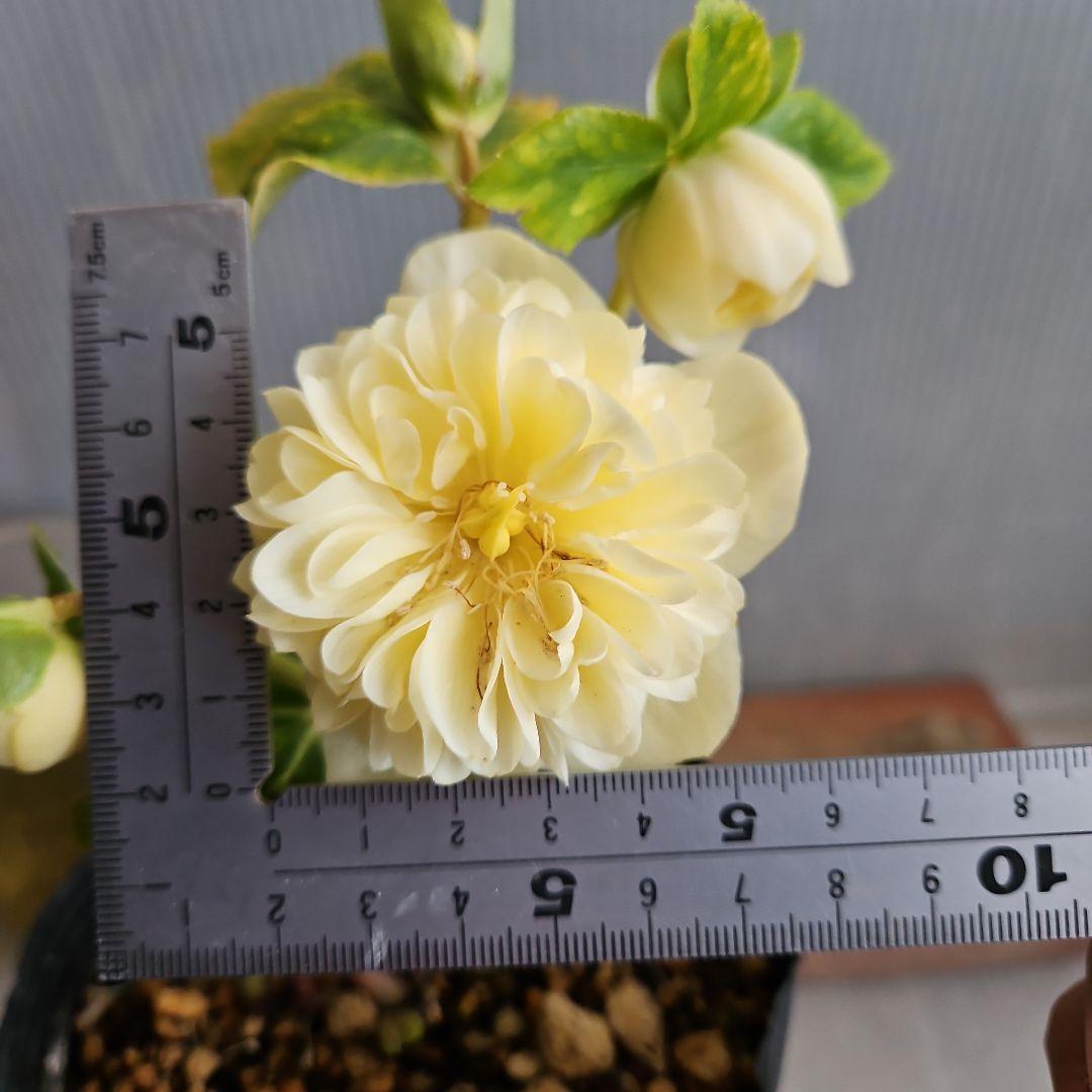 ★チョラコ☆様お取り置き苗㉖-440㉖-487クリスマスローズ