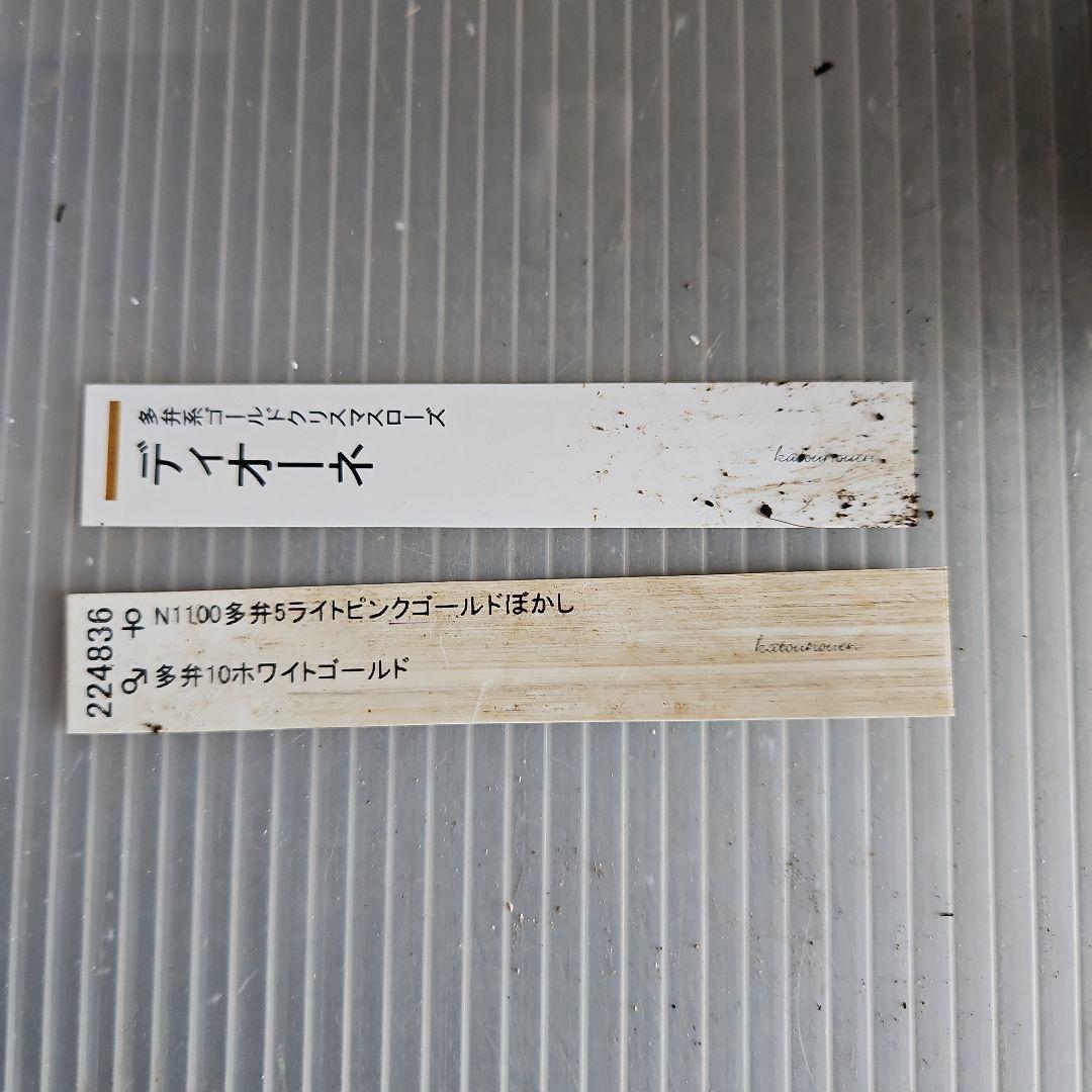 ★チョラコ☆様お取り置き苗㉖-440㉖-487クリスマスローズ