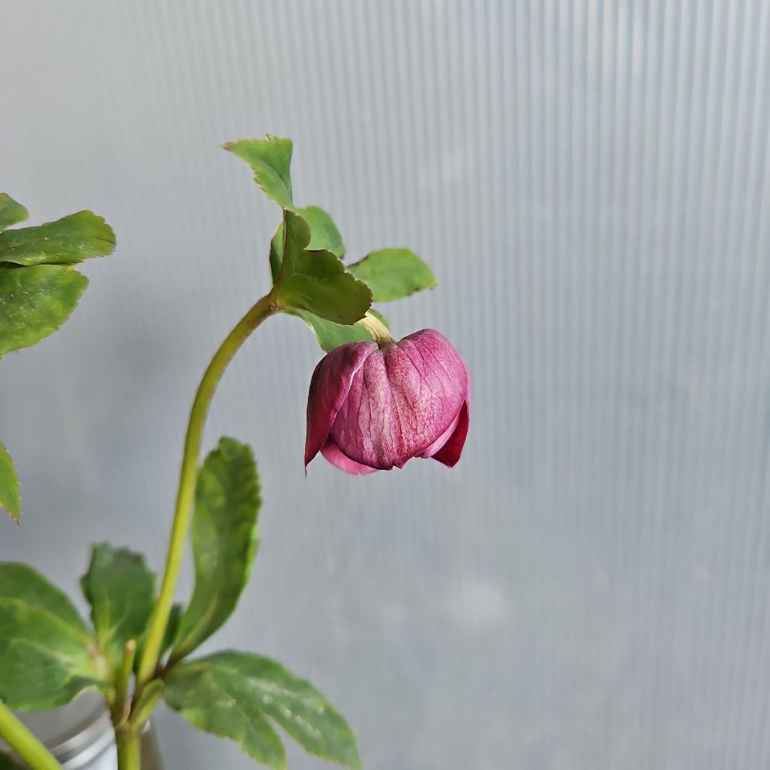 ✿㉖-354クリスマスローズ