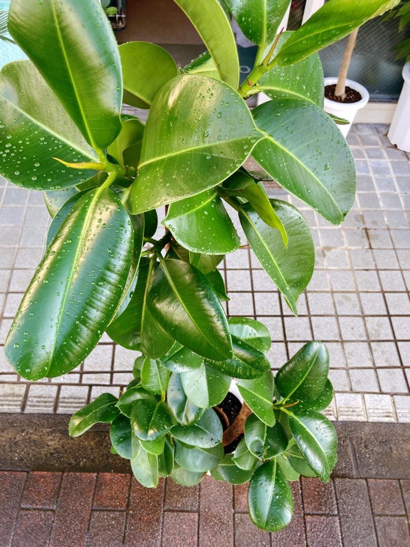 フィカス　ソフィア　曲がり仕立て　幹太　送料無料