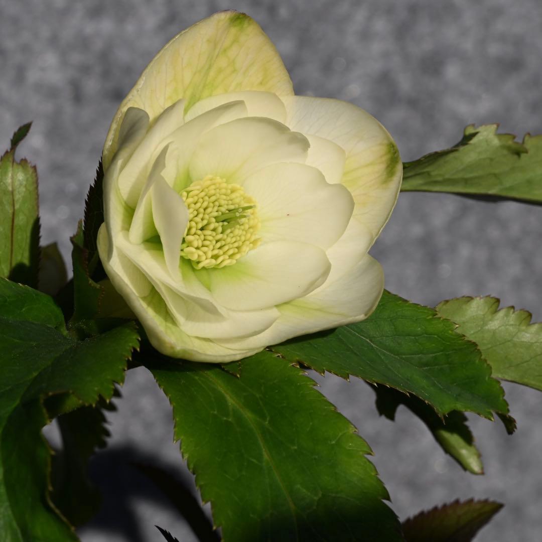 クリスマスローズ グロスホワイトダブル（グロッシー） 開花株